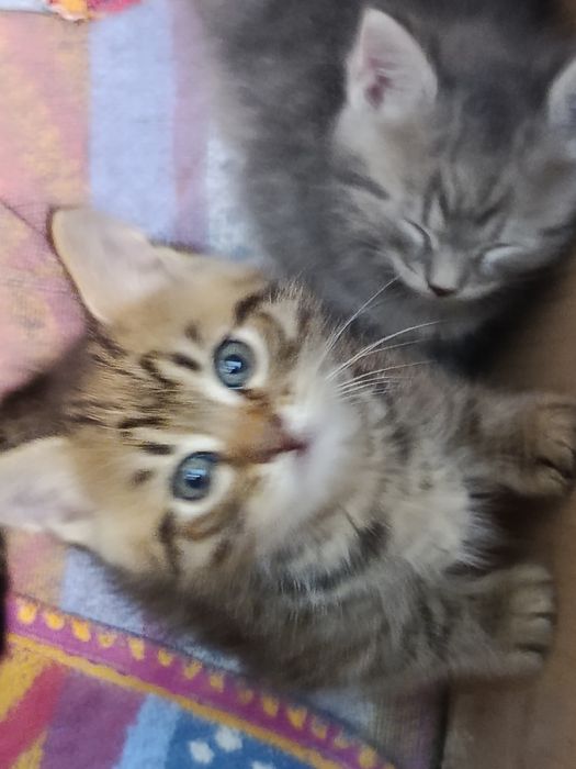 Кошенята у добрі руки