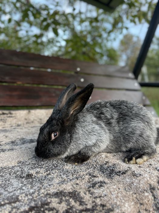 Кролі Полтавське Срібло