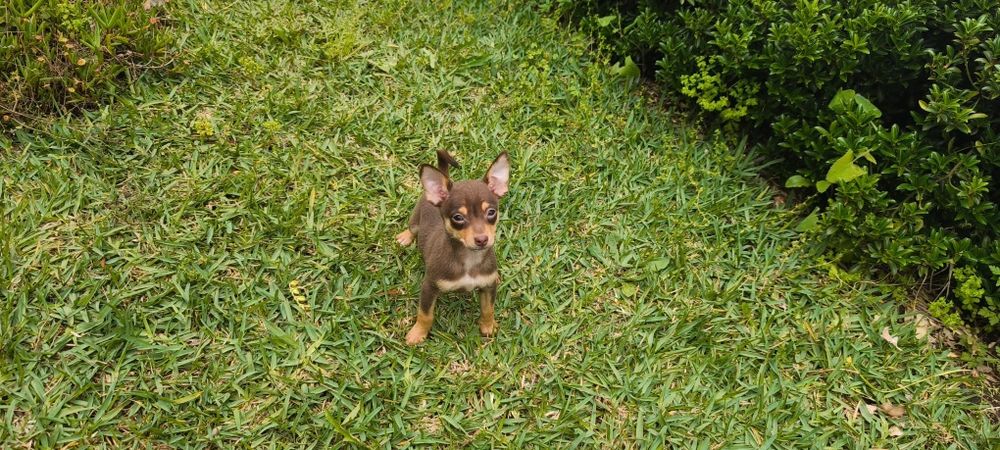 Pinscher pincher chocolate exótico miniatura criado em ambiente fami