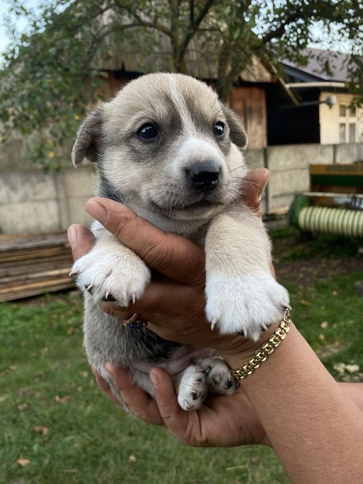 Цуценята шукають дім