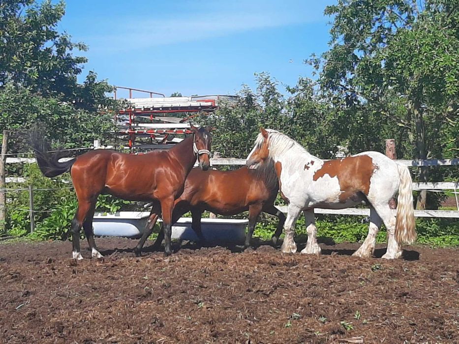 Sprzedam Tinkera - wałach ok 145