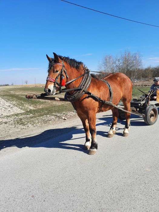 Gniady koń do zaprzęgu 2 roki !!! Pojedynka koń opanowany !! PKZ