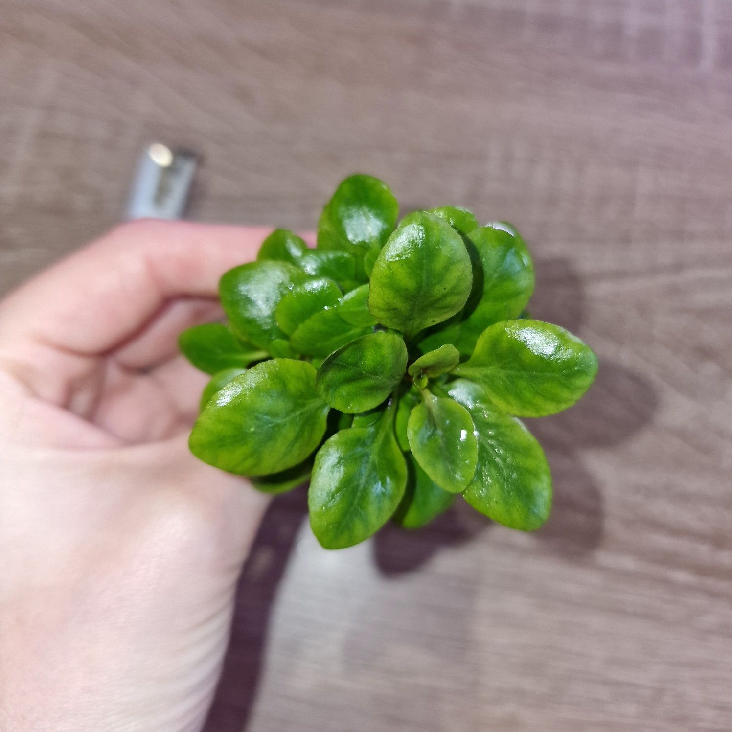 Wysyłam! Sadzonka Lobelia Caridinalis Mini 1 SZT. Dostępne więcej