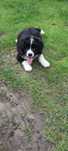 Szczeniak Border Collie