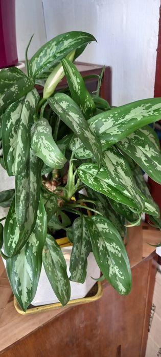 кактусы цветущие и.узколистная цветущая дифенбахияя