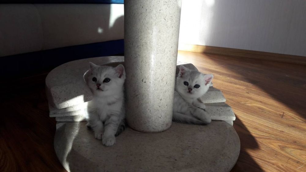 Шотландский вислоухий кот Бакс ищет девочку для вязки