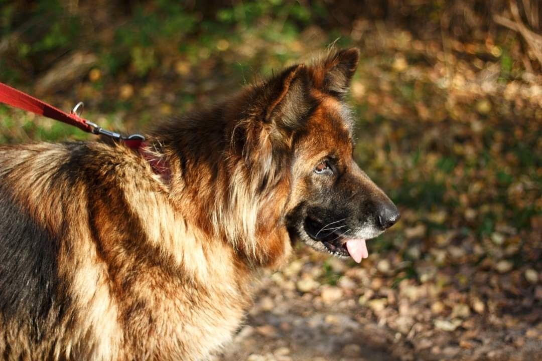 Cudowna Teza, "owczarek niemiecki" czeka na dom!