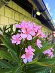 Piękny oleander 1,8 m