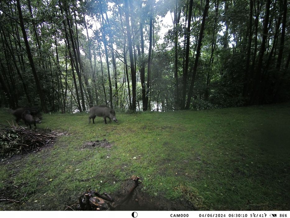 Фотопастка фотоловушка  HC950PRO Li