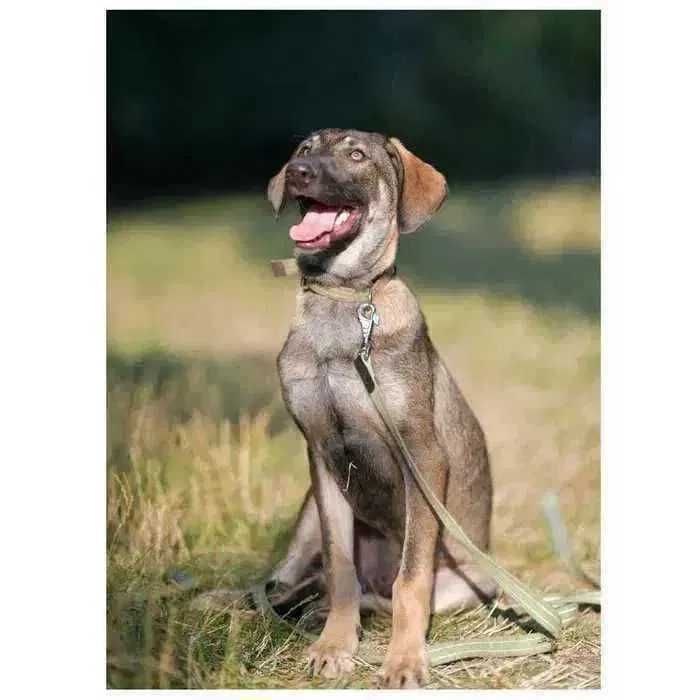 Молодой пес, щенок