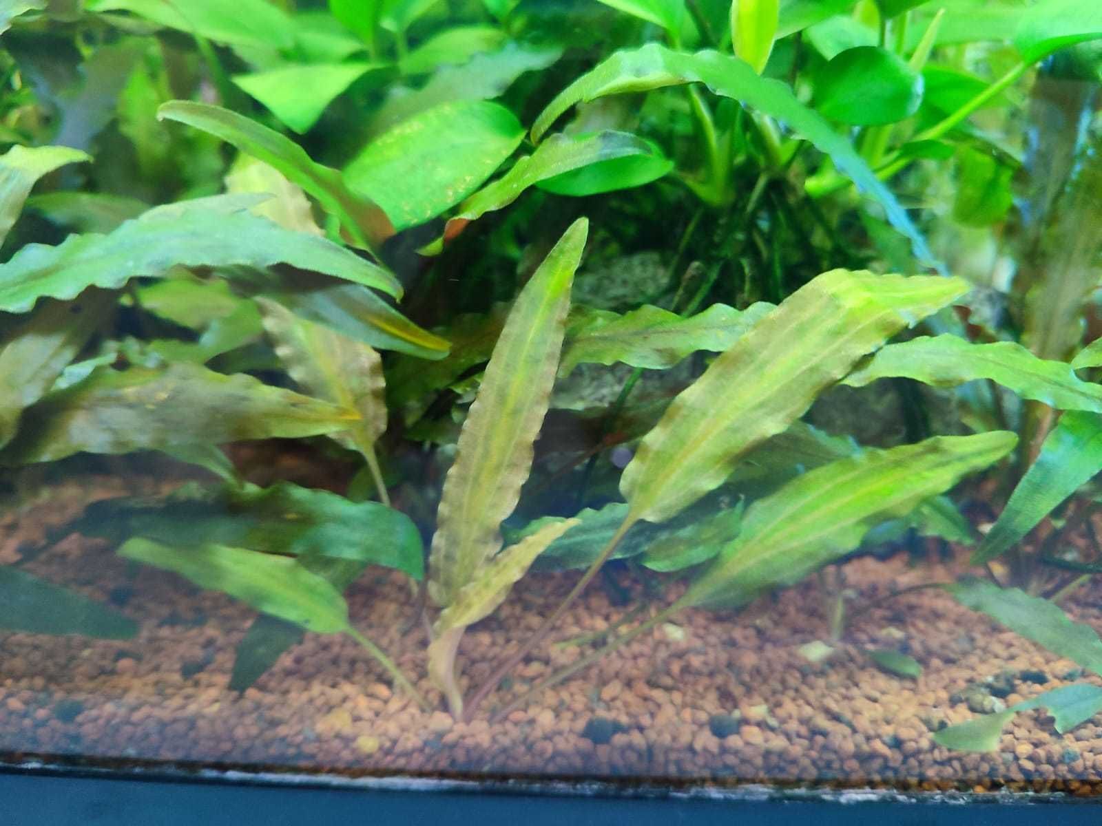 Bundle plantas aquário