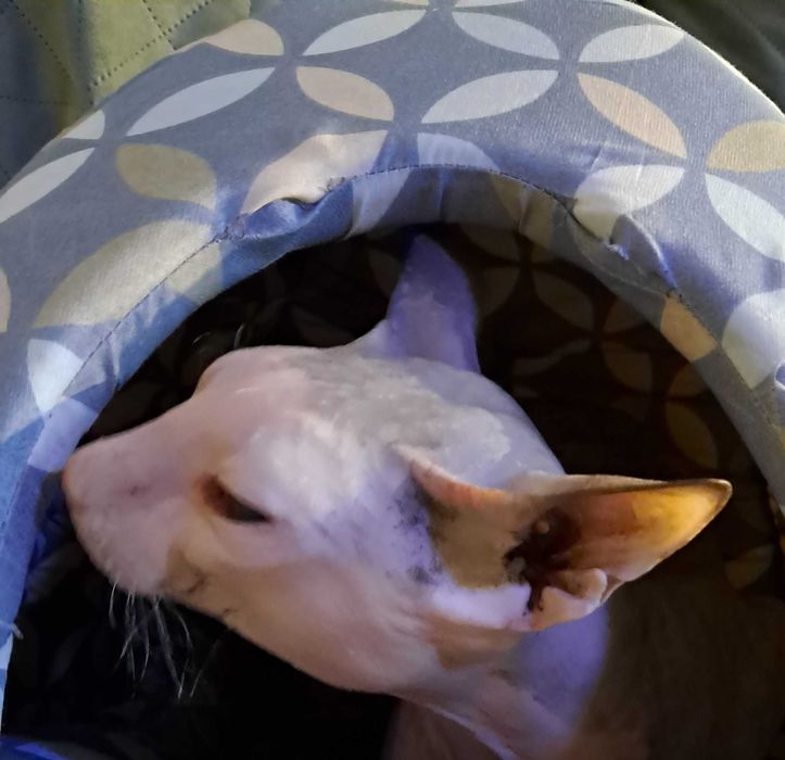 Продам кота Сфінкс за символічну ціну