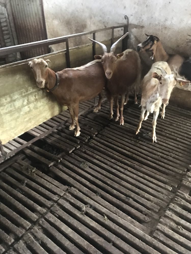Vendo 4 cabras boas com b4 so vendo. Com  guia