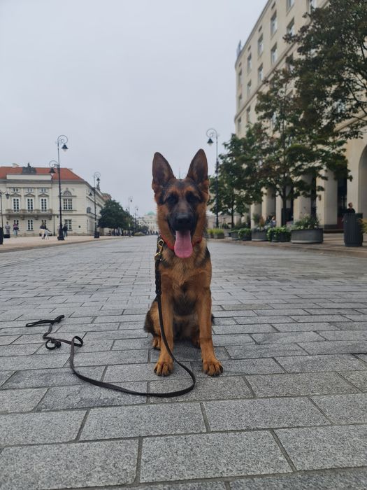 Owczarek Niemiecki Krótkowłosy(suczka 7,5mies) ZKwP