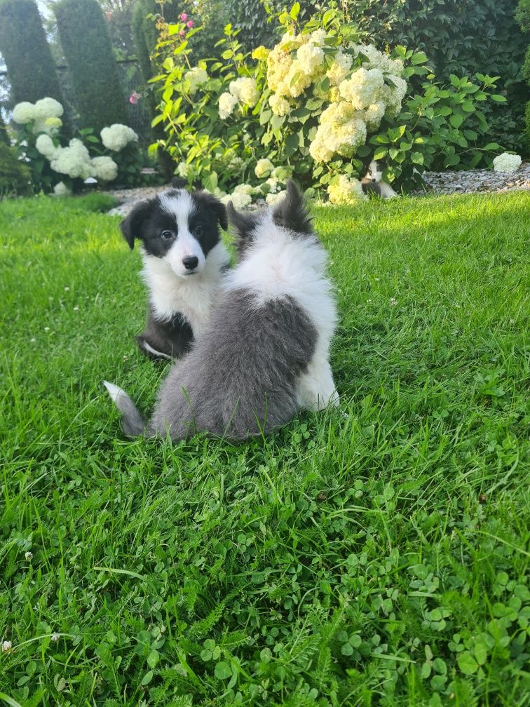 Border collie BLUE