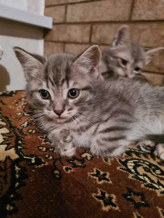 Кошенята безкоштовно