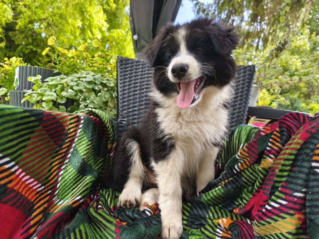 Border Collie Samiec