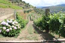 Terreno  para venda