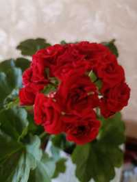 Пеларгония герань розебудная Rosebud Red