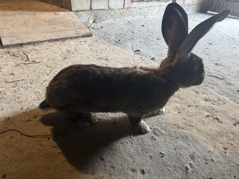 Samica olbrzym belgijski