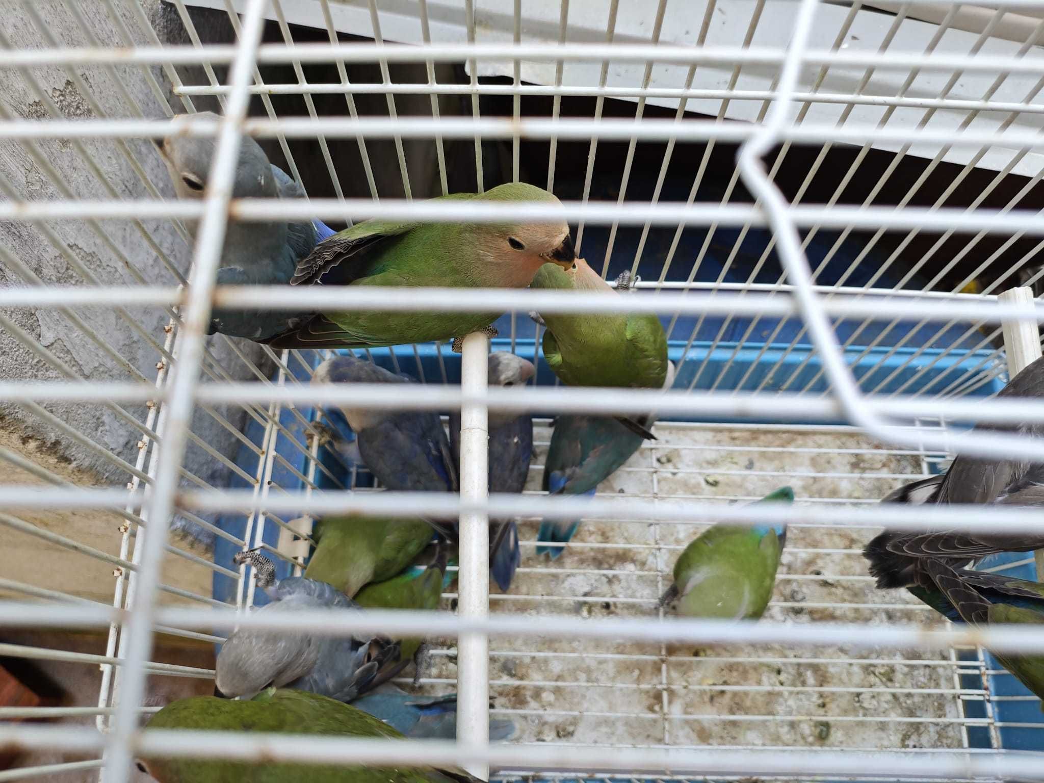Roseicollis muito bonitos e meigos!