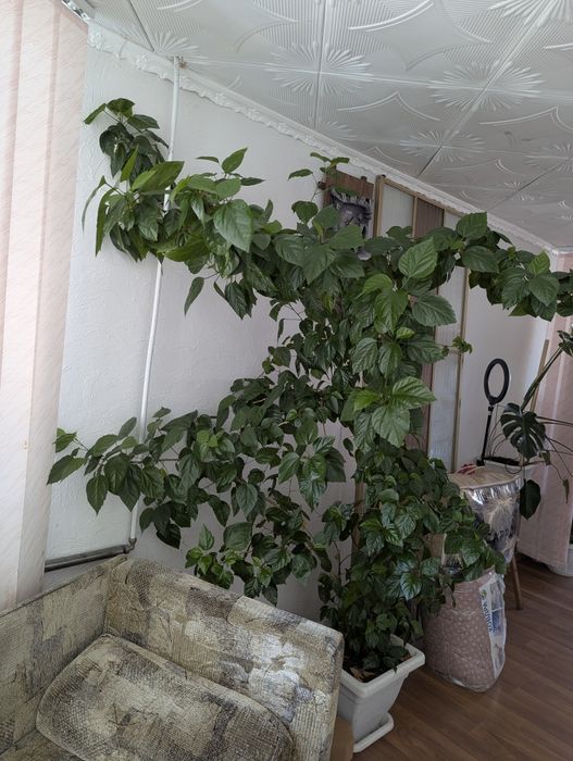 Гібіскус китайський