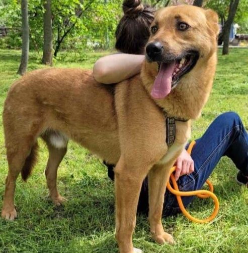 Отдам даром в добрые руки собаку метис овчарки