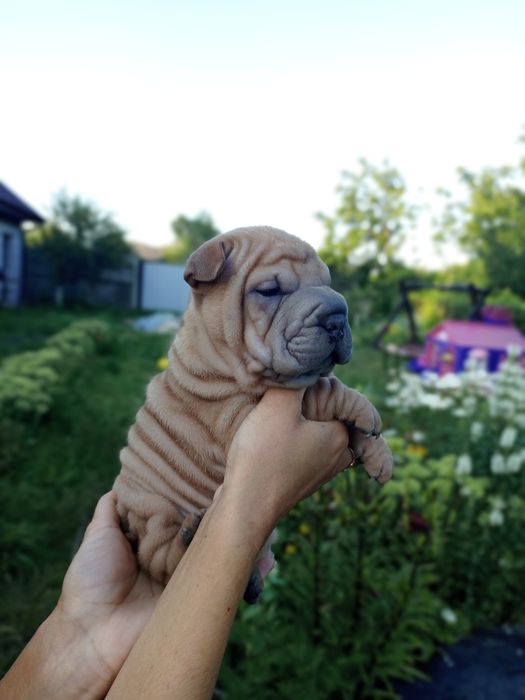 Шарпей щенки продаж