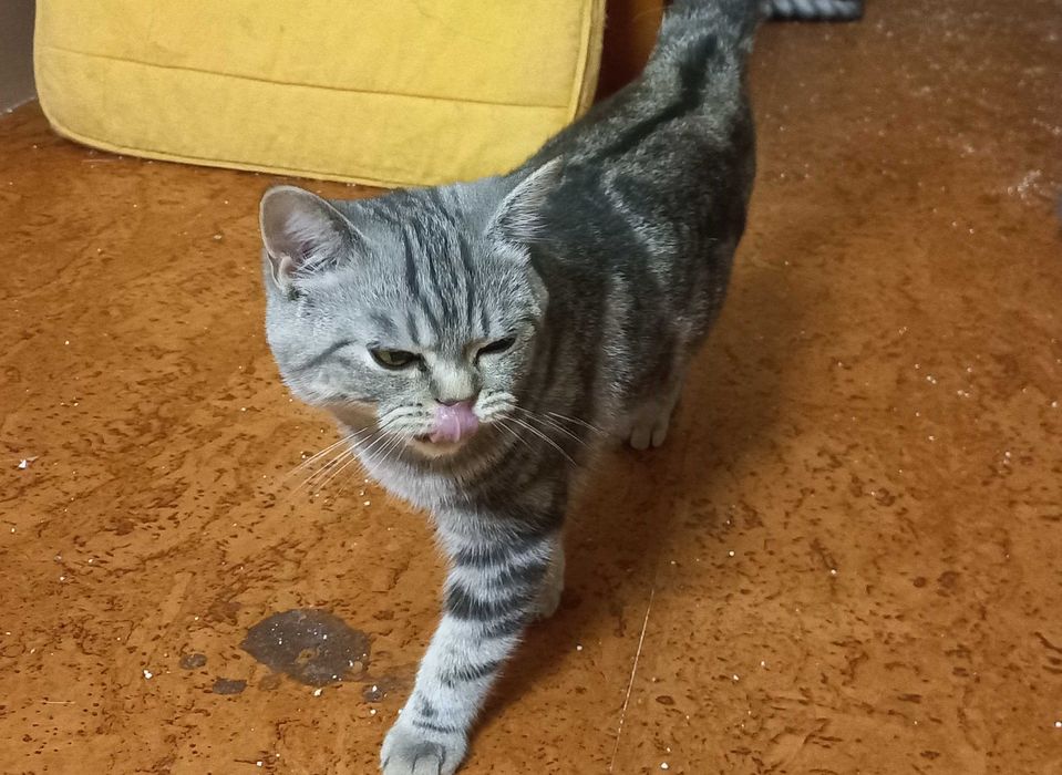 Gato British Shorthair