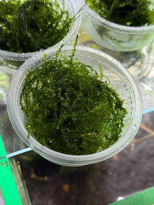 Mech roślina do akwarium Aqualife Sklep Zoologiczny