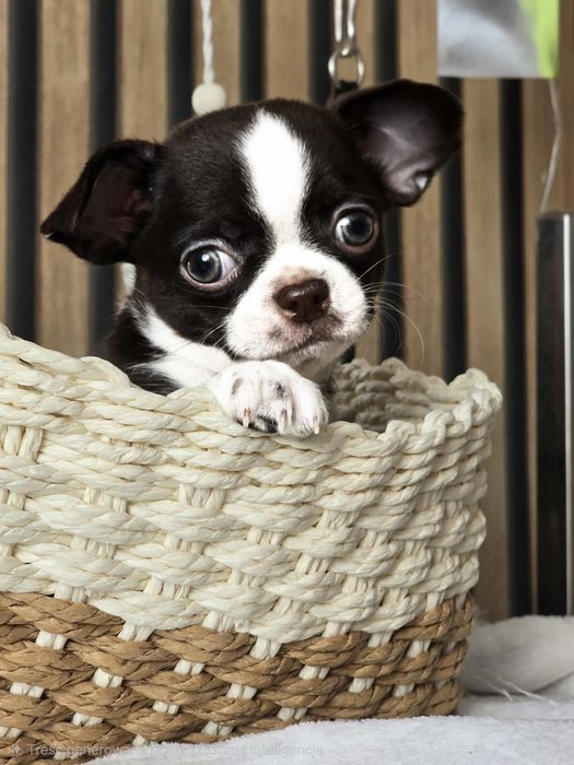 Piesek czekoladowo biały chihuahua *** Nachos***