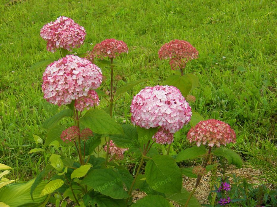 Hortensja krzewiasta 'Candybelle Bubblegum' (Hydrangea)