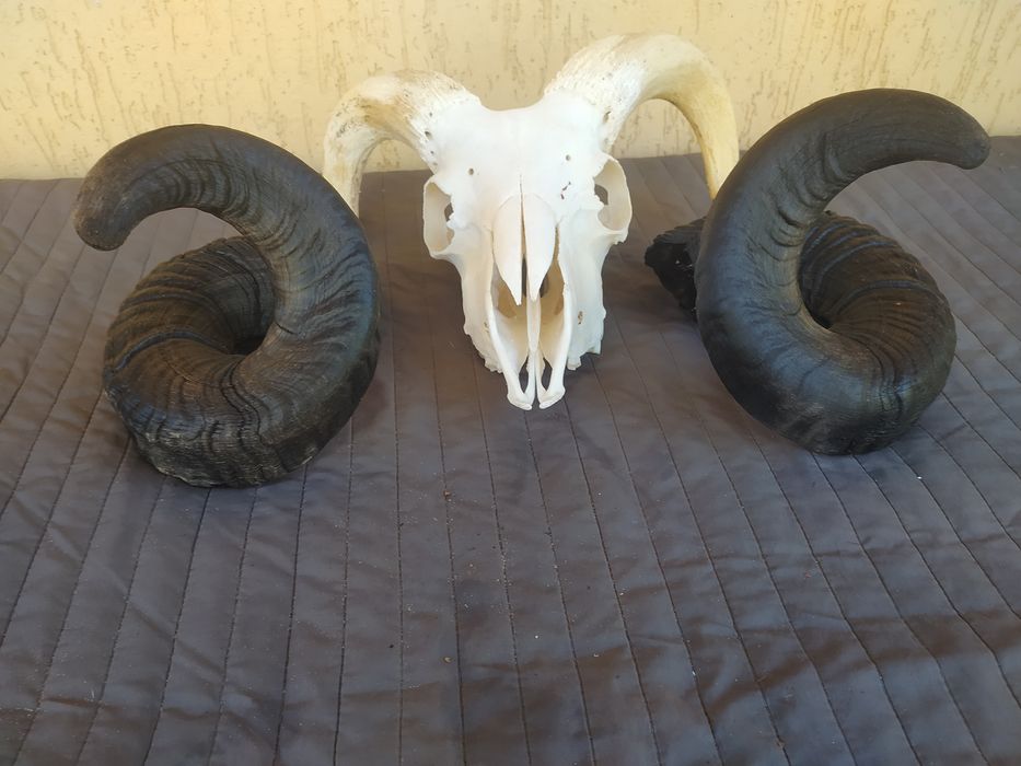Czaszka mocnego barana