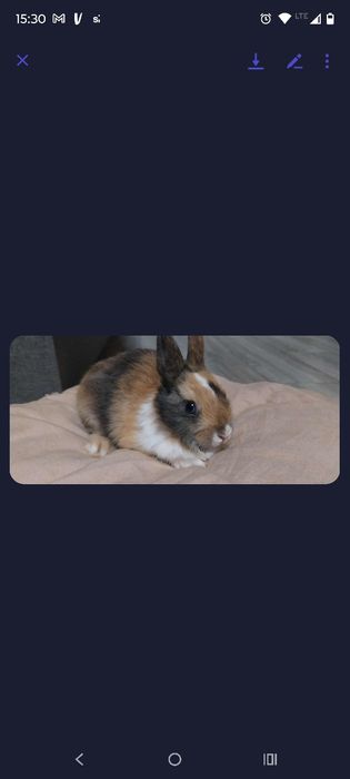 Króliki miniaturki i inne