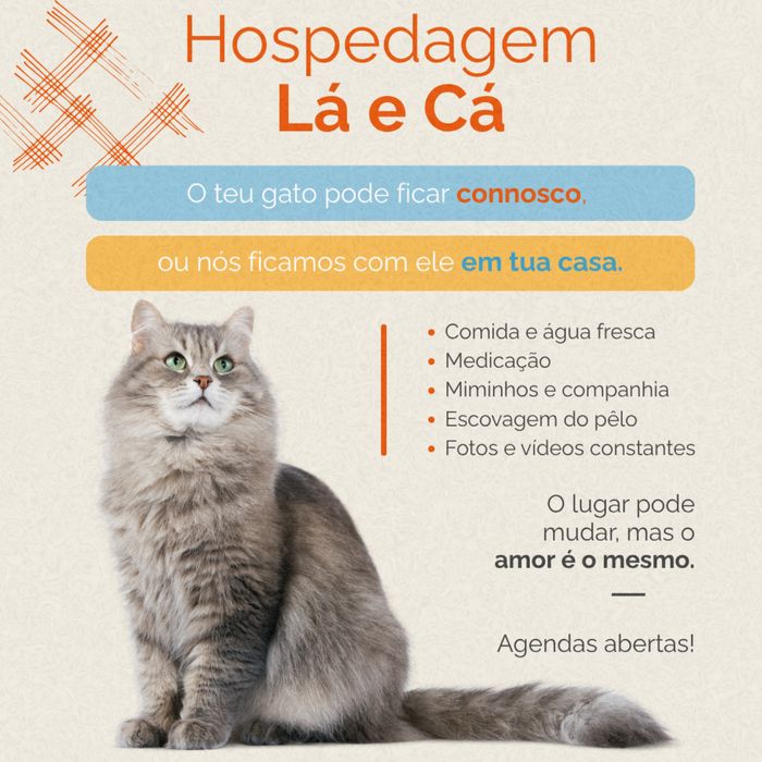 Cat Sitting | Estadia para Gatos