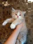 Котята Сибирские