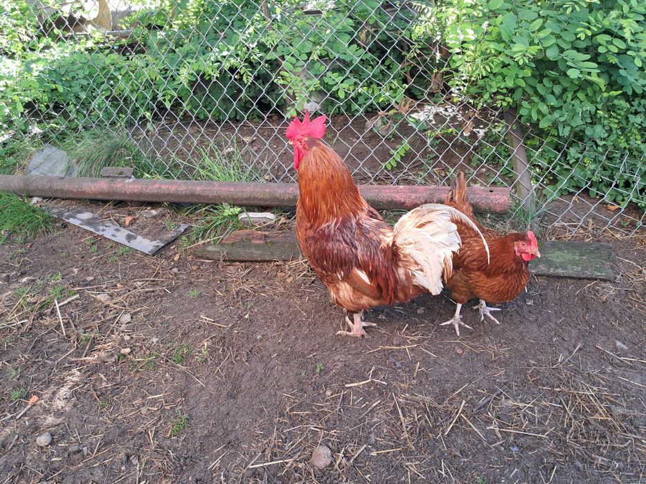 Jaja lęgowe kur niosek dark green shell dominant wyandotte marans