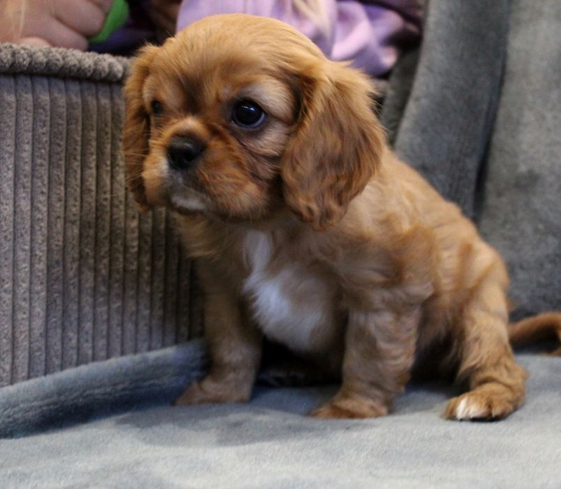 Cavalier King charles spaniel cudny chlopiec