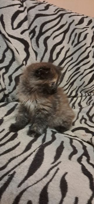 Кошенятко безкоштовно