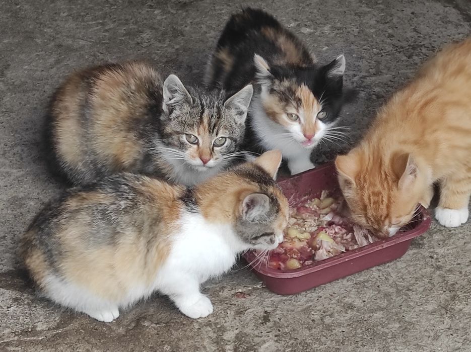 Kotki szukają domu.