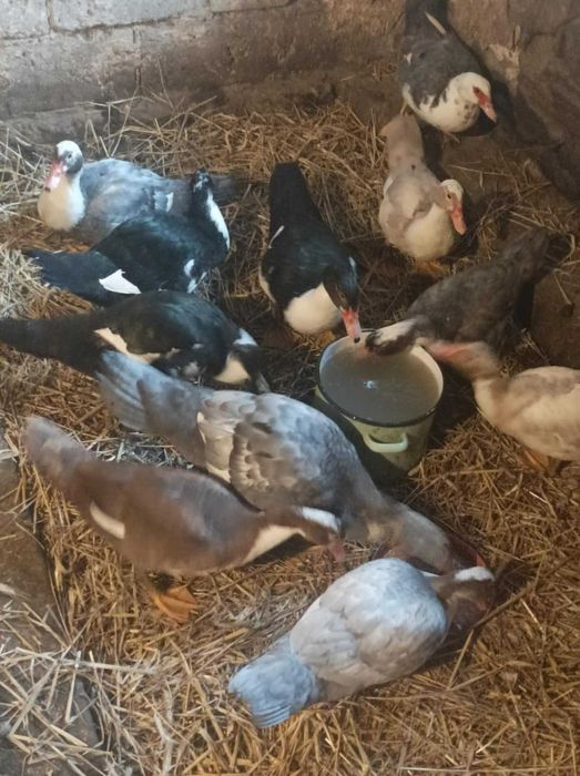 Kaczki 16 tygodniowe