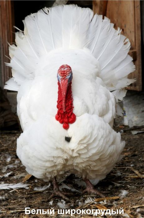 Продам мясо индюшки под заказ