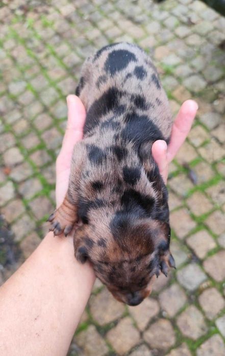 Teckel macho merle - muito malhadinho - miniatura