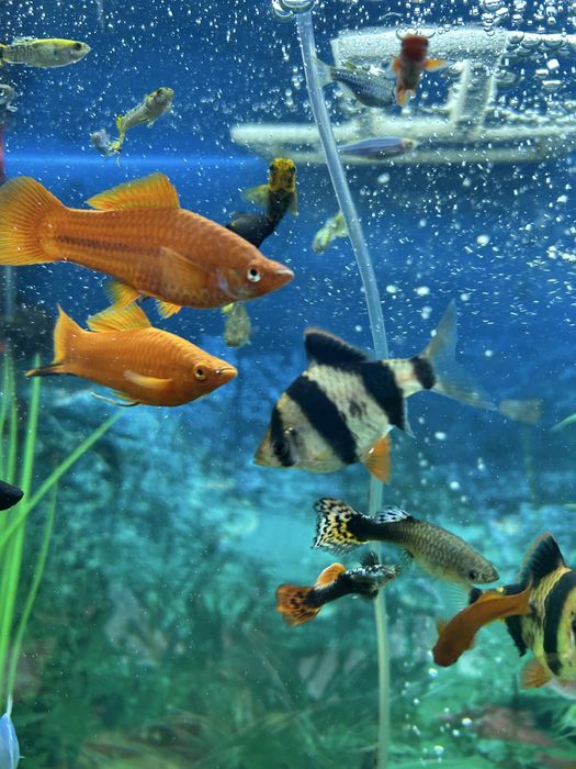 Меченосцы и гуппи