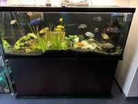 Aquario completo