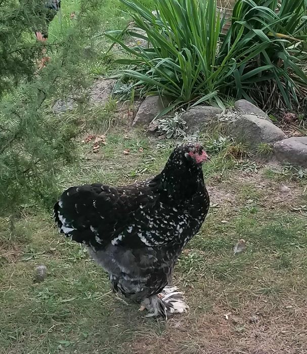 Brahma olbrzymia