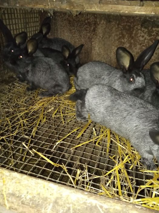 Молодняк полтавське срібло.