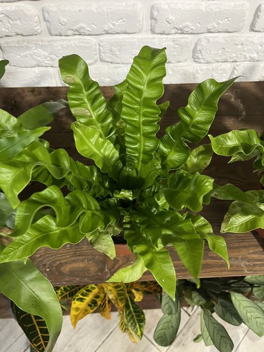 Новая партия  АСПЛЕНИУМ- шикарный папоротник