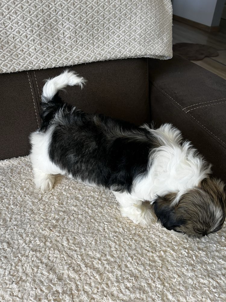Urokliwy Piesek Shih Tzu Gotowy Do Odbioru