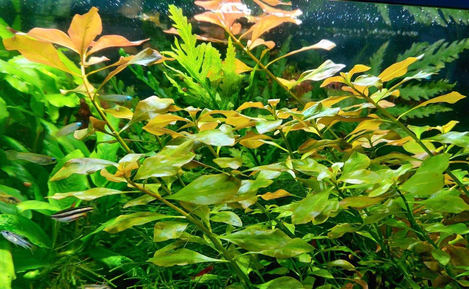 Roślina akwariowa - Ludwigia Repens